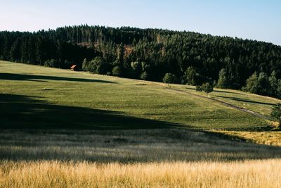 Scenic view of trees on field against sky