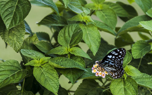 Butterfly on leaves