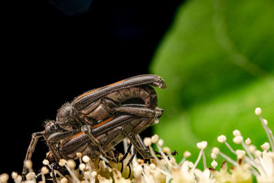 Close-up of insect on plant