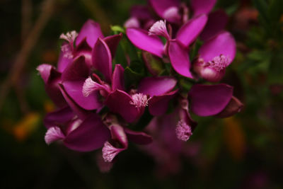 Close-up of flowers blooming outdoors