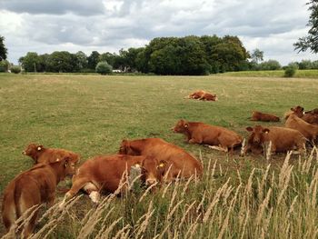 Cow grazing on grassy field