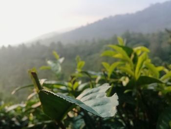 Close-up of plant growing on field against sky