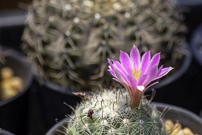 Close-up of succulent plant