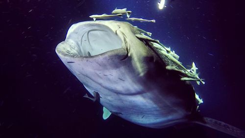 Close-up of fish swimming in sea