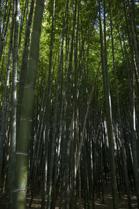 Low angle view of bamboo trees in forest