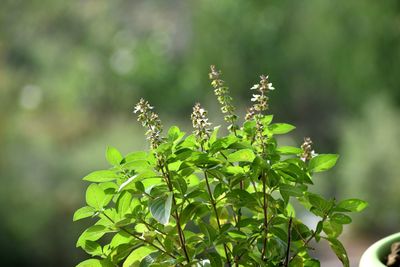 Plant in morning sunlight . . .