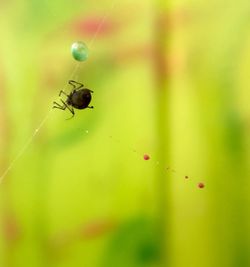 Close-up of insect on leaf