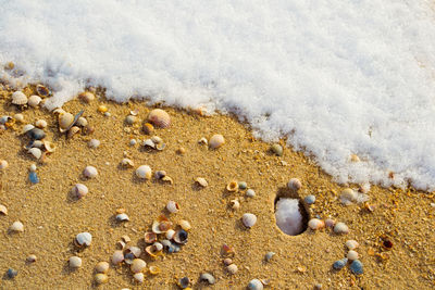 Sea shells on beach