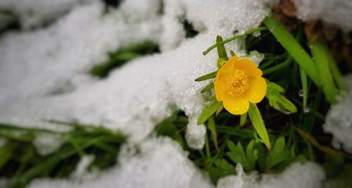 Close-up of yellow flower in snow