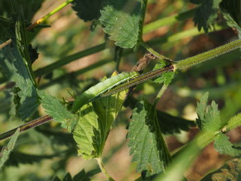 Close-up of insect on plant