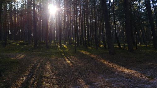 Trees in forest against sky