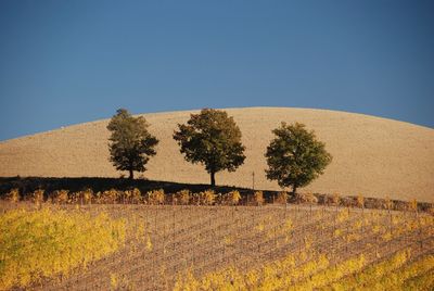 Scenic view of field against clear blue sky