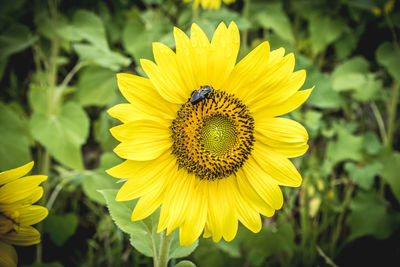 Close-up of sunflower