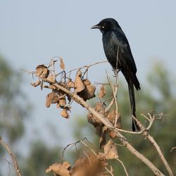 Bird perching on twig against clear sky