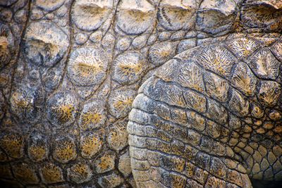 Full frame shot of a horse in water