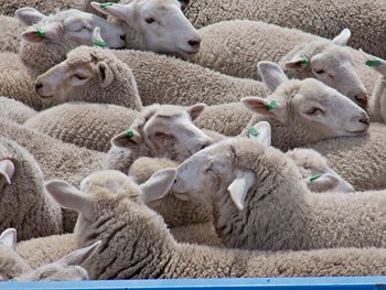 Sheep on animal transport