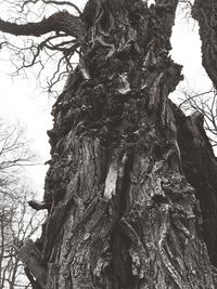 Low angle view of tree against sky in forest