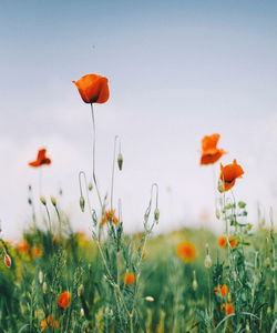 Close-up of orange poppy on field against sky