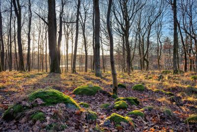 Bare trees in forest