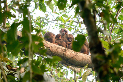 Low angle view of monkey on tree