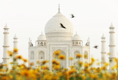 Yellow flowers and taj mahal against clear sky