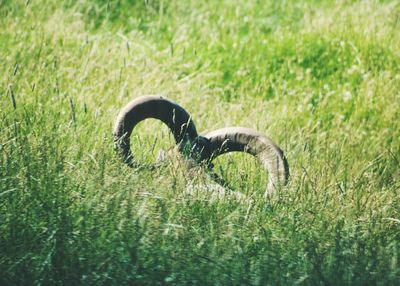 View of duck on field