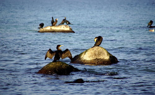 Ducks swimming in a lake