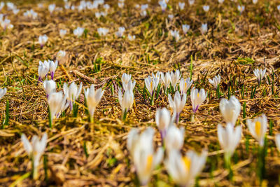 Close-up of white crocus flowers on field