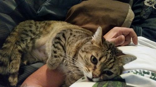 Close-up of cat sleeping on bed