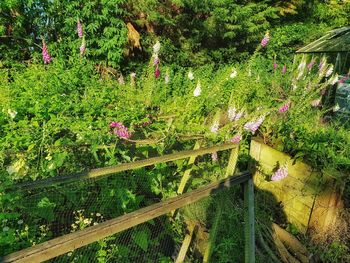 High angle view of plants growing on tree