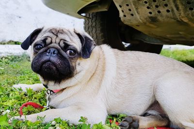 Portrait of a dog