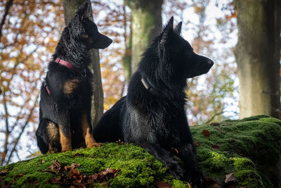 Black dog sitting on a tree