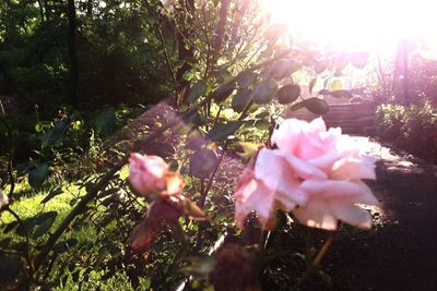 Sun shining through pink flowers