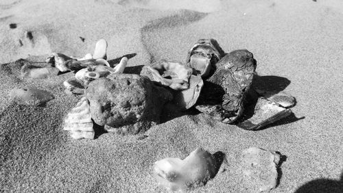 Close-up of crab on sand
