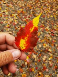 Close-up of hand holding maple leaves during autumn