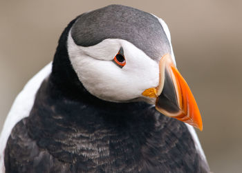 Close-up of bird