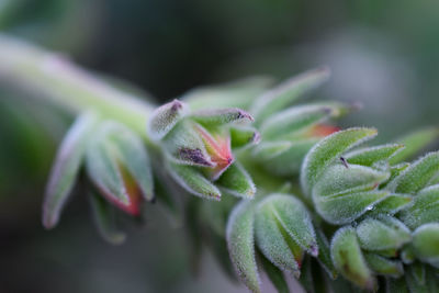 Close-up of flower buds