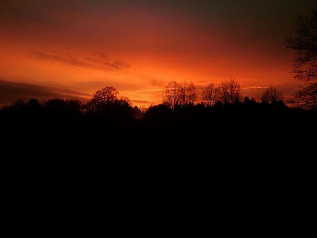 SILHOUETTE TREES IN FOREST AGAINST SUNSET SKY