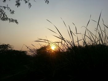 Sunset over field