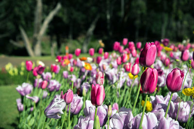 Close-up of pink tulips blooming in park