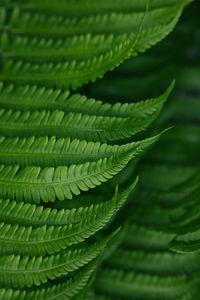 Close-up of fern leaves