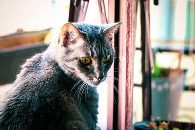 Close-up of cat looking away