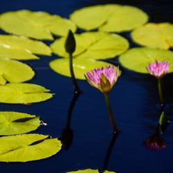 Close-up of lotus water lily
