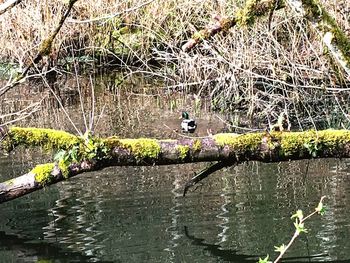 Cat on tree by water