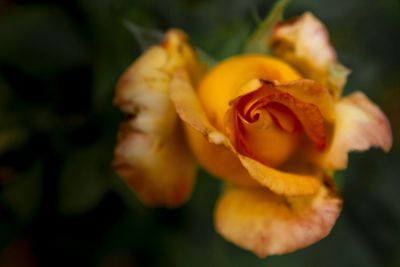 Close-up of yellow rose blooming outdoors