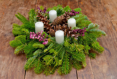 High angle view of plant on table