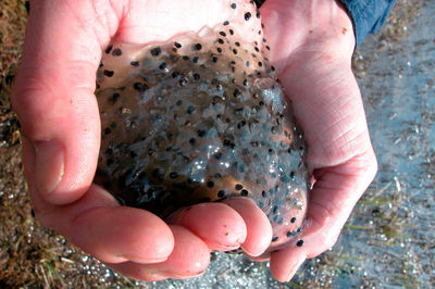 Frog spawn in the water, natural habitat for amphibian animals