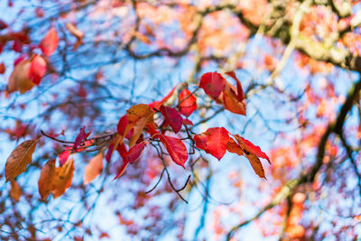 Low angle view of maple leaves on tree