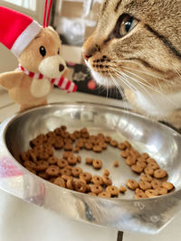 Xmas surprise for kitty.