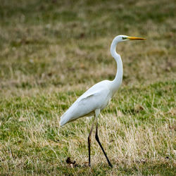 Gray heron on field